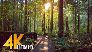 4K Virtual Forest Walk with Nature Sounds - Tradition Lake Loop Trail, Issaquah