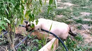 Котики в огороде серия 5 - Оскар изучает систему капельного полива! Тайские кошки - это чудо! Funny