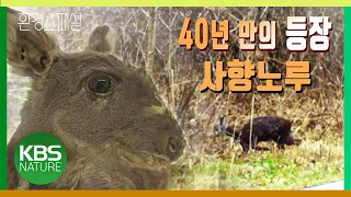 환경스페셜 ‘한국의 전설, 사향노루를 찾아서’/ KBS 20111026 방송