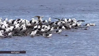 Чайки с магаданских крыш переместились к морю