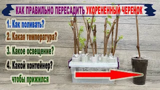 🍇 Как ПЕРЕСАДИТЬ УКОРЕНЕННЫЕ ЧЕРЕНКИ ВИНОГРАДА, чтобы не ПОГИБЛИ. Полив, температура, освещение.