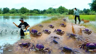 Traditional fishing fish & catch crabs snails at rice field when flood in rainy season