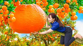 Harvest Giant Sugar Oranges (The Sweetest Orange In The World) - Goes to the market sell