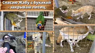 Спасаю Жабу с Букахой  - закрываю лисиц