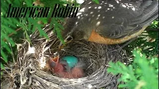 American Robin Hatching and Raising HD 1080P