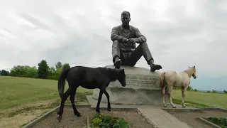 Лошади пришли к Шукшину / Сростки Алтайский край