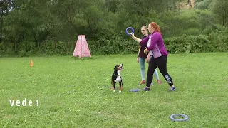 Dog Puller SK - tréning