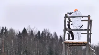 Зимние загоны в Тверской области.  Большая загонная охота. Часть 2.