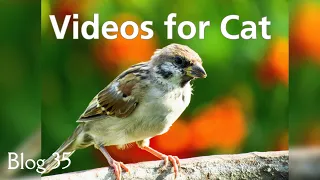 Videos and Sounds for Cats : Garden Birds Extravaganza #35