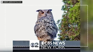 Owl that escaped Central Park Zoo spotted in East Village