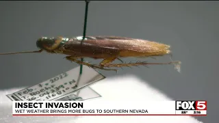 Expert warns wet weather could bring more bugs to Southern Nevada this year