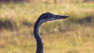 Black-headed Heron calling with closed beak