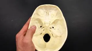 SKELETAL SYSTEM ANATOMY: Cranial fossa of the human skull