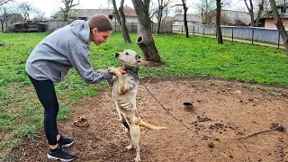 Pit Bull Starved on Heavy Chain all his Life! He Grabbed my Hand and Asked to Rescue Him