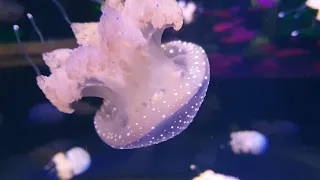 Loro park 3, Jellyfish