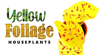 YELLOW AND GOLDEN FOLIAGE HOUSEPLANT |  HERB STORIES