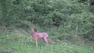 Young buck, doe and a adult male roe deer