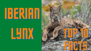 Top 10 Things You Didn't Know About the Iberian Lynx