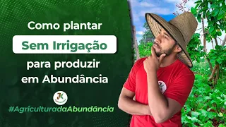 PLANTAR SEM IRRIGAÇÃO  E PRODUZIR EM ABUNDÂNCIA