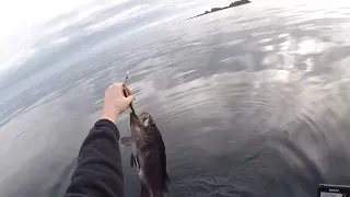 Kayak fishing Kodiak Alaska for NONSTOP black rockfish (sea bass)