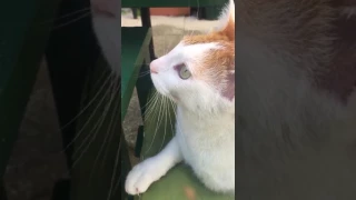 Cat speaking to a seagull