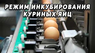 Режимы инкубирования куриных яиц. Самый эффективный метод для повышения выводимости.
