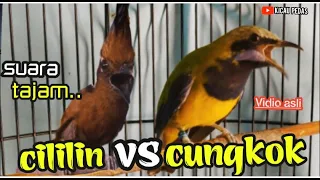 MASTERAN CILILIN VS  CUCAK CUNGKOK  || suara tajam  kasar