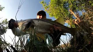 Fishing St. Marks Florida - Snook, Redfish, Seatrout, and a HUGE LOSS Ep80