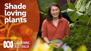 Choosing the best plants for different types of shade areas | Garden Design | Gardening Australia