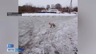 Сердобольных юргинцев попросили не подкармливать дикую лису рыбой