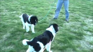 Landseer Newfi pups, SISTERS Fanny & Tula, first meeting since leaving mom-