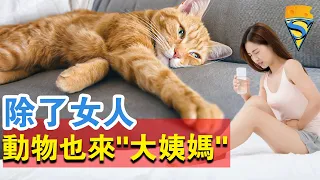 不只女人會來“大姨媽”，動物也會有？一樣流X一樣疼痛！究竟有何不同？