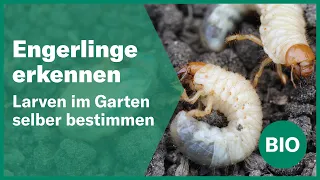 Engerlinge im Garten selber erkennen | Andermatt Biogarten