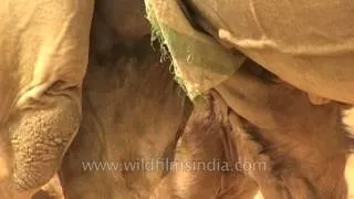 Camel desert dweller - calf feeding on mother's milk