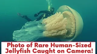 Photo of Rare Human-Sized Jellyfish Caught on Camera!