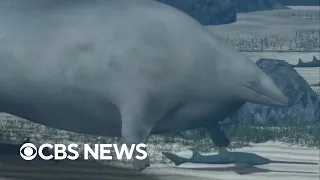 Newly discovered ancient whale may have been heaviest animal ever