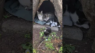 A mother cat always chooses the perfect place to give birth and raise kittens.