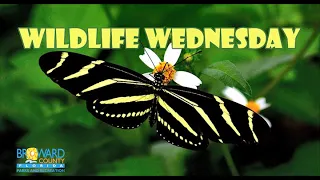 Wildlife Wednesday Zebra Longwing Butterfly