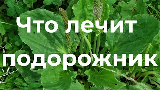 Подорожник лечит с головы до пят! Фитотерапия. Лекция Ирины Стефановской. Выпуск 75.