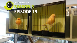 The Canary Room - Season 3 Episode 19 - A trip to the Bird room of Keith Ferry