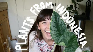 UNBOXING PLANT MAIL FROM INDONESIA | Greenspaces.ID unboxing!!