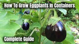 How To Grow Eggplants In Containers - The Complete Guide To Growing Eggplants