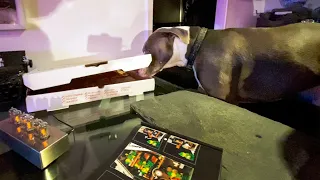Hudson our Dog Opens Pizza Box as we Decorate For the Holidays