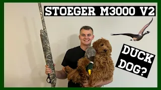 Stoeger M3000 First Impression | Future Waterfowl Dog?!