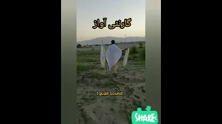 Best quail sound بہترین بیٹر کی آواز