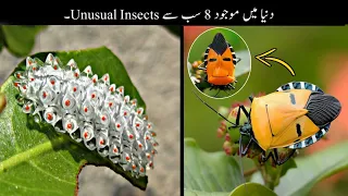 8 Most Unusual Insects In The World | دنیا کے سب سے انوکھے کیڑے | Haider Tv