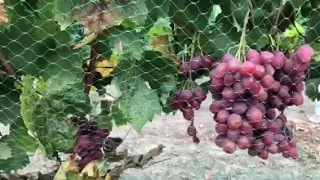 Виноград Анюта
