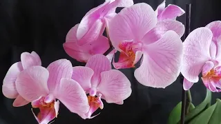 Новая Орхидея в коллекции! Фаленопсис.//Фаленопсис,как тебя зовут?:)|Орхидея Orchid Orchids
