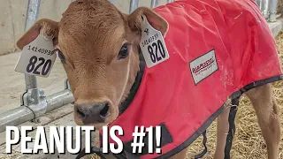 First calf in the new barn + feeding cows carrots | Cow Palace E76