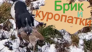 Охота на КУРОПАТКУ со СПАНИЕЛЕМ стала в разы ИНТЕРЕСНЕЕ!!!2018г.Partridge Hunting.